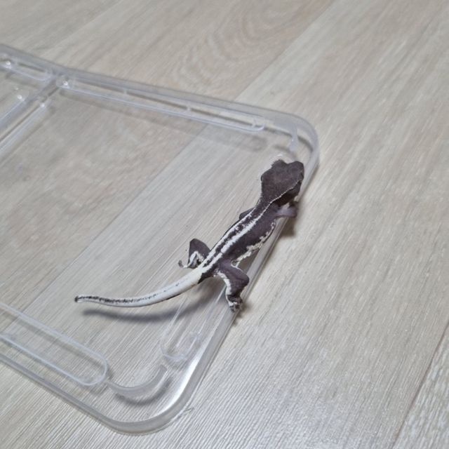 릴잔틱