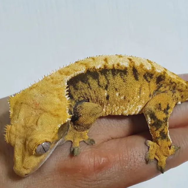 바브 트라이 익스트림할리퀸