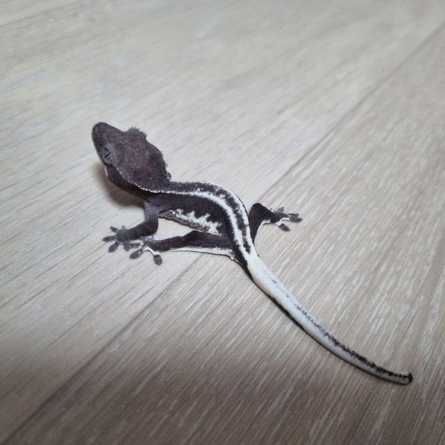 릴잔틱