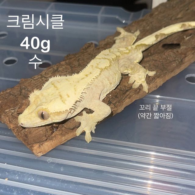 크림시클