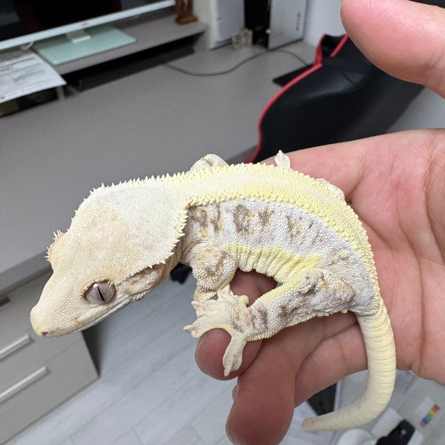 릴리화이트 솔리드백