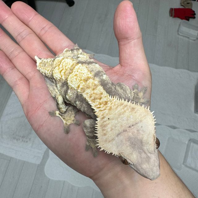 노멀 트라이 익스트림할리퀸 노던버지니아