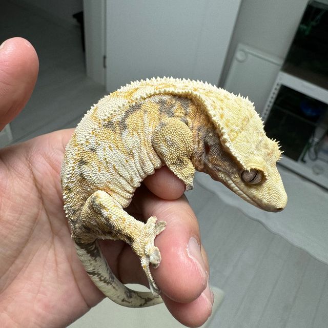노멀 트라이 드리피