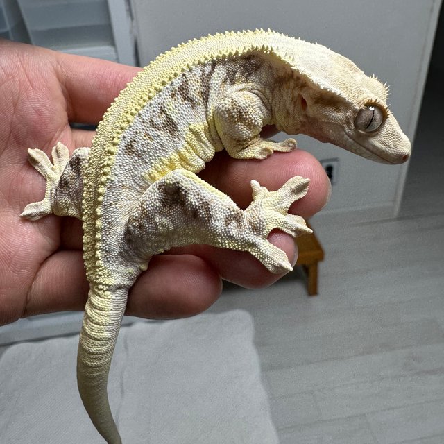 릴리화이트 솔리드백