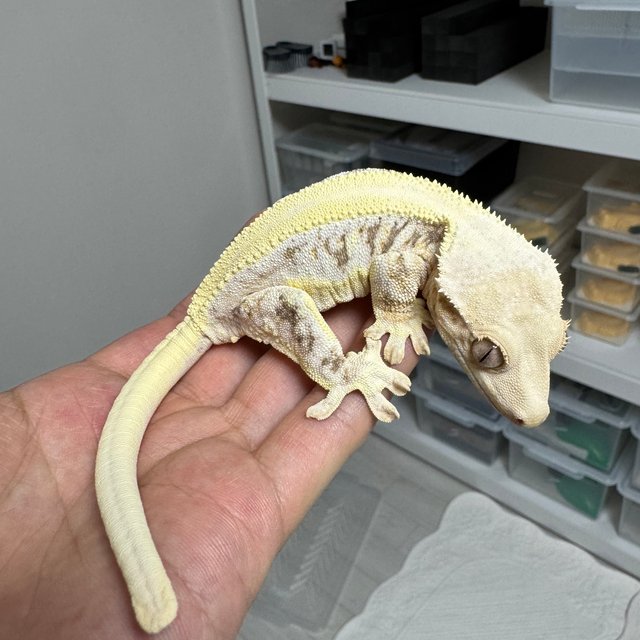 릴리화이트 솔리드백