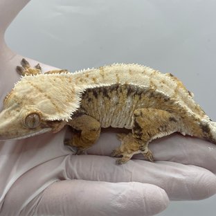 노멀 트라이 드리피 화이트스팟