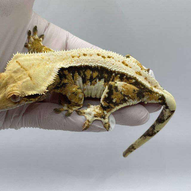 노멀 트라이 쿼드