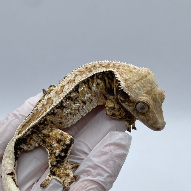 노멀 트라이 핀스트라이프 화이트스팟 쿼드