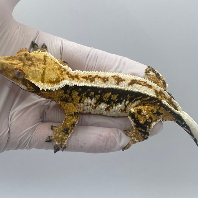 노멀 트라이 쿼드