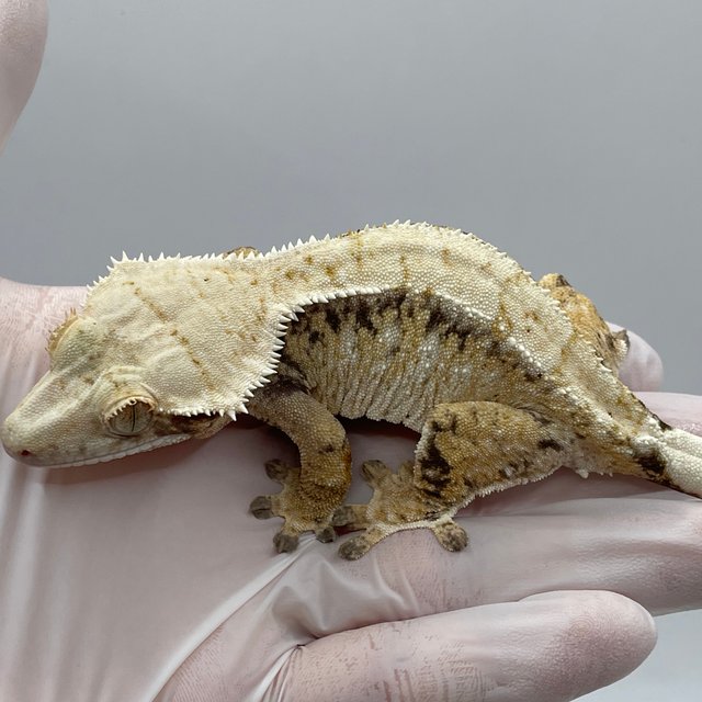 노멀 트라이 드리피 화이트스팟