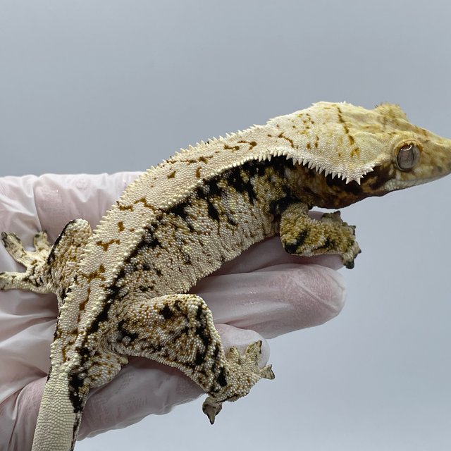 노멀 트라이 화이트스팟