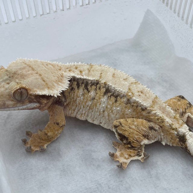 노멀 트라이 드리피 화이트스팟