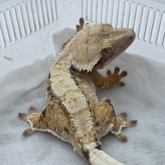 노멀 트라이 드리피 화이트스팟