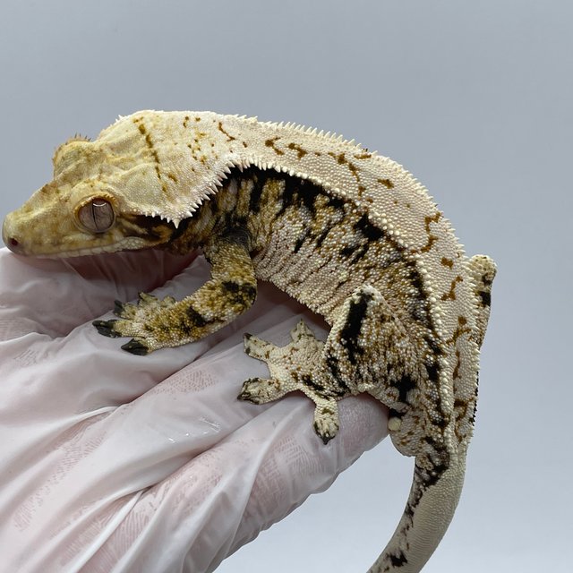 노멀 트라이 화이트스팟