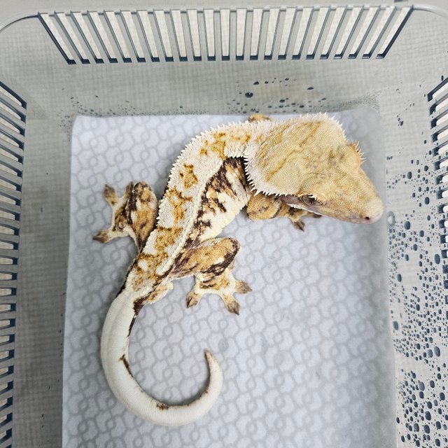 노멀 트라이 화이트스팟 화이트크라운 화이트핀