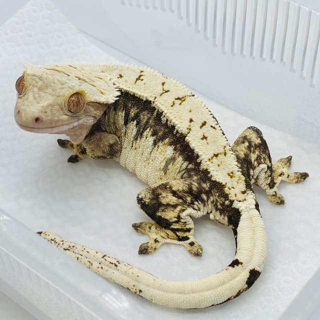 노멀 화이트크라운 화이트핀 화이트