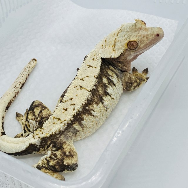 노멀 화이트크라운 화이트핀 화이트