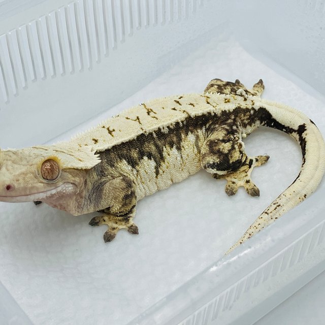 노멀 화이트크라운 화이트핀 화이트