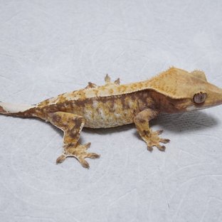 화이트스팟 트라이