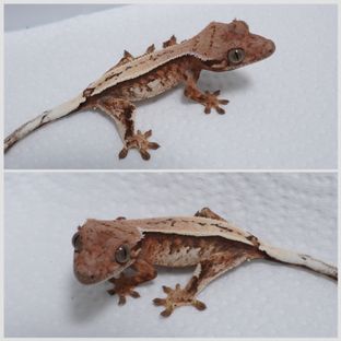 세이블