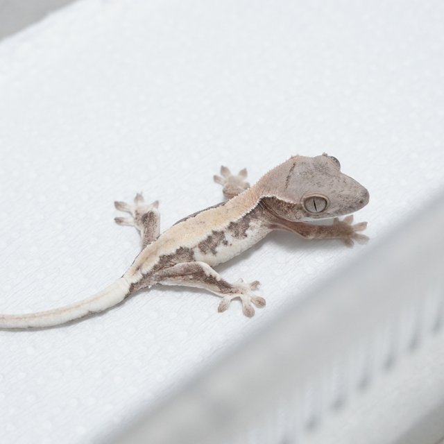 릴리 세이블 100%헷아잔틱