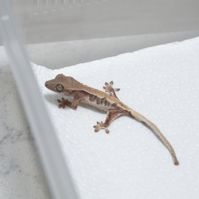 릴리 세이블 100%헷아잔틱