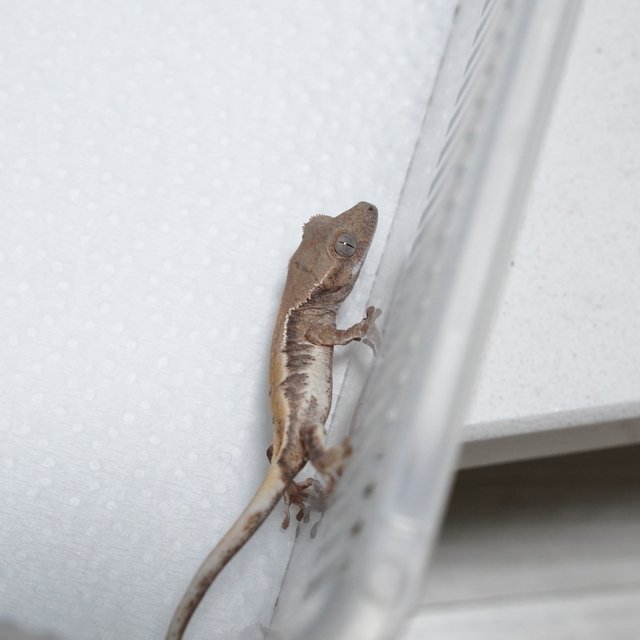 릴리 세이블 100%헷아잔틱