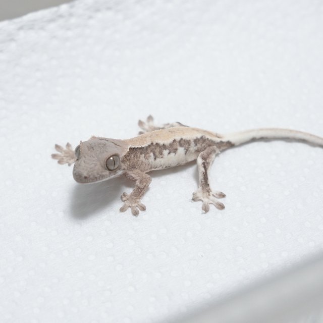 릴리 세이블 100%헷아잔틱