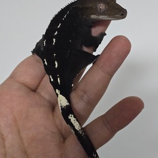 노바