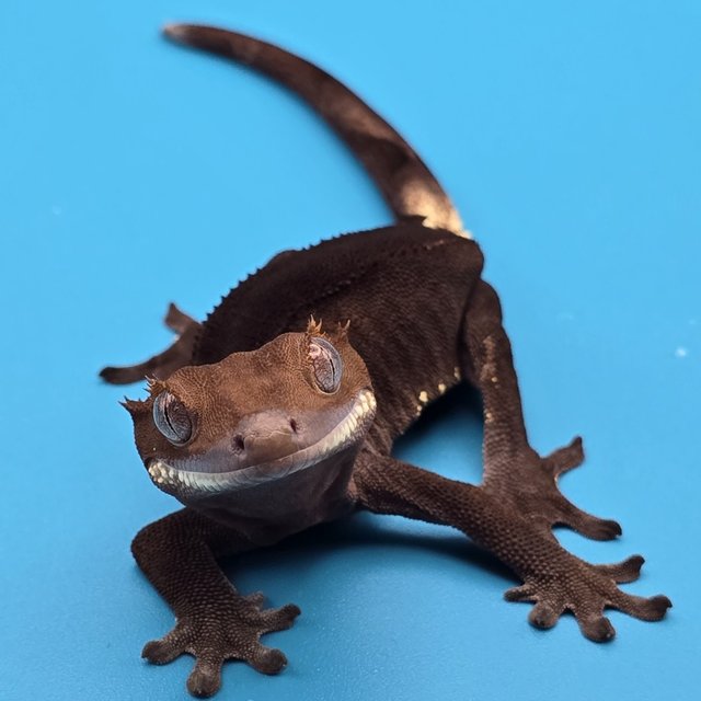 챠콜 팬텀 카푸치노