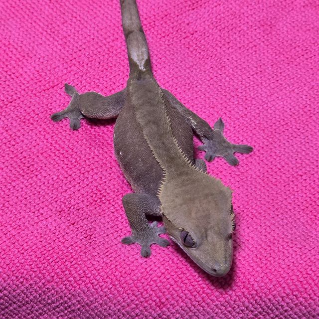 다크 벅스킨