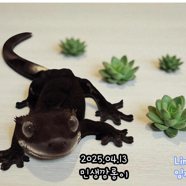 챠콜 팬텀 카푸치노