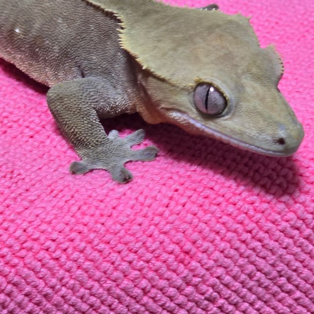 다크 벅스킨