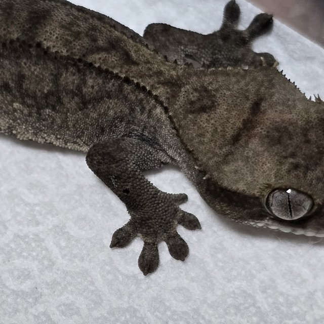 챠콜 팬텀 카푸치노