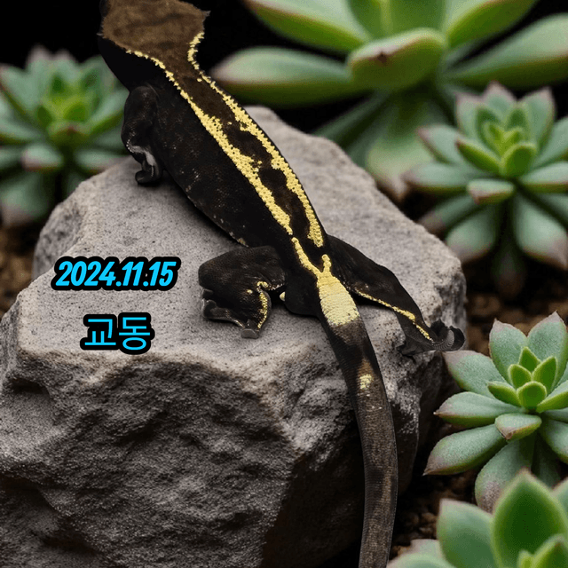 100%헷아잔틱 카푸치노