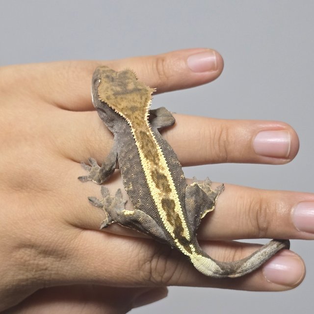 100%헷아잔틱 카푸치노