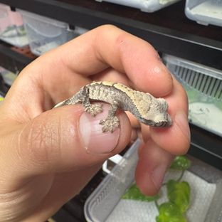 선주님 리미 3세