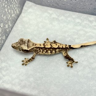 노멀 트라이 화이트스팟