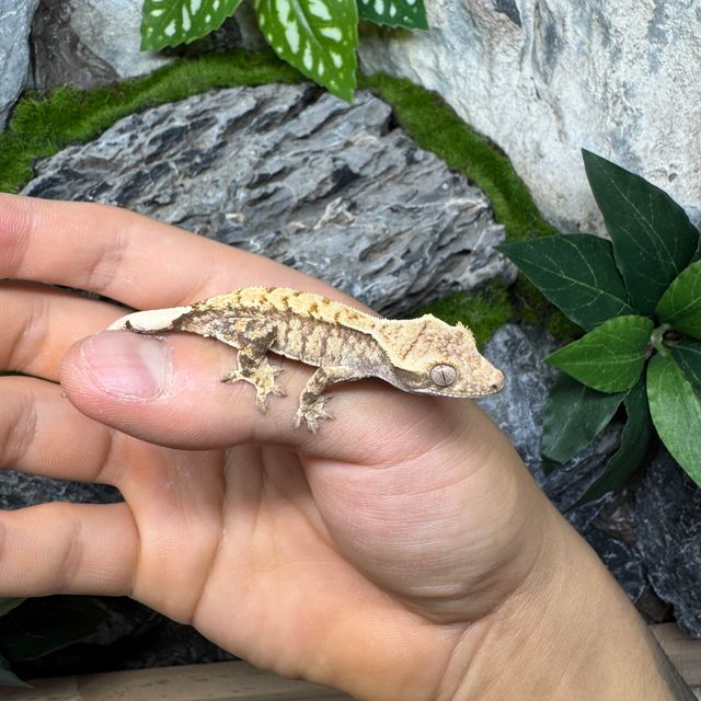 노멀 드리피 화이트스팟