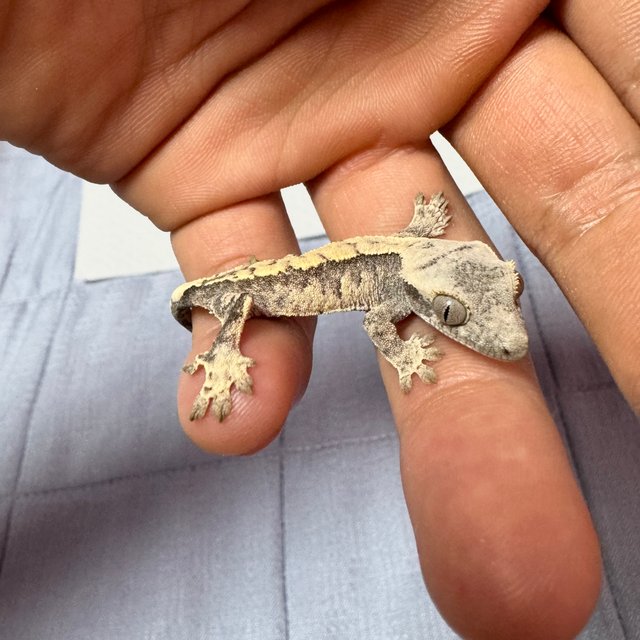 노멀 드리피 화이트스팟