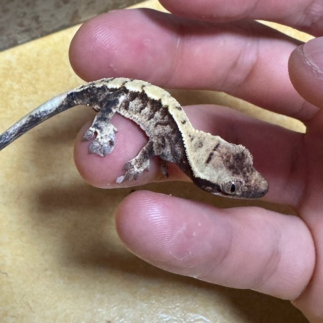 노멀 트라이 익스트림할리퀸