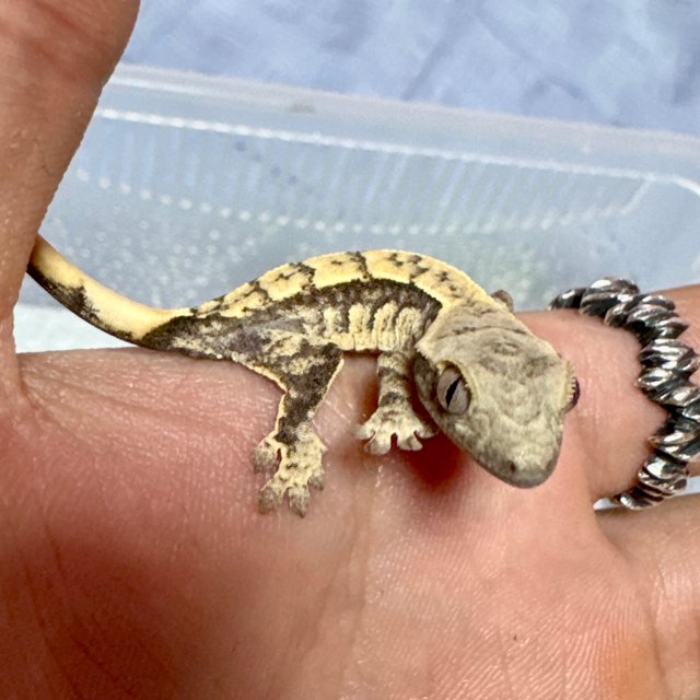 노멀 트라이 익스트림할리퀸 화이트스팟