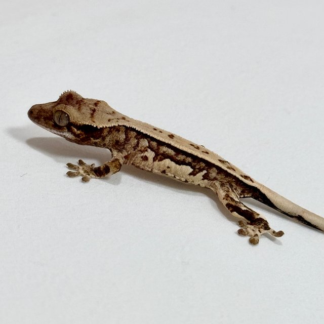 노멀 트라이 텐저린 쿼드