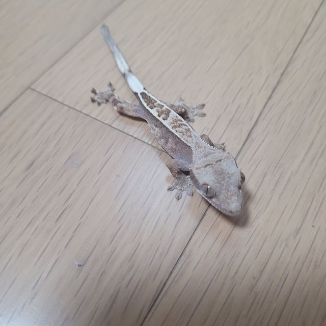 카푸치노 풀핀 핀스트라이프 화이트스팟 화이트포트홀 화이트핀