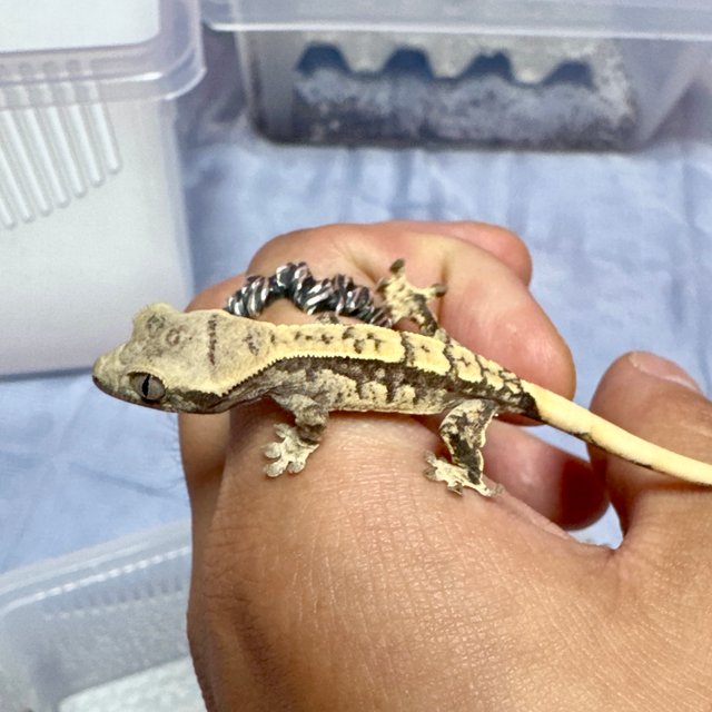 노멀 트라이 익스트림할리퀸 화이트스팟