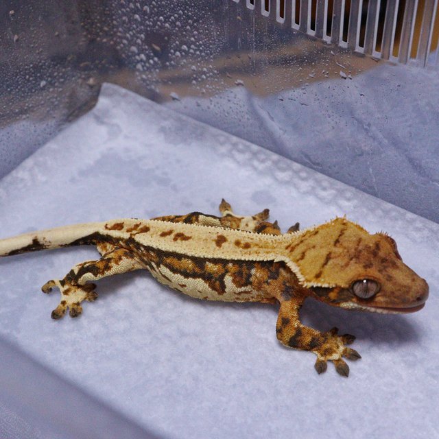 노멀 트라이 텐저린 쿼드