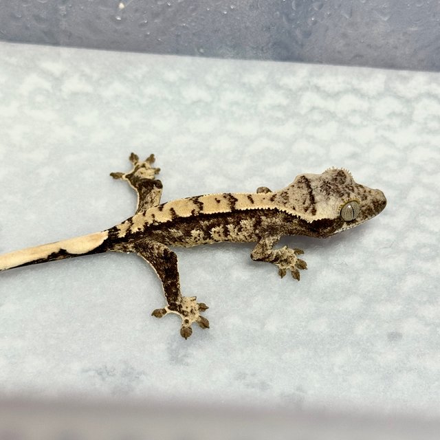 노멀 트라이 화이트스팟