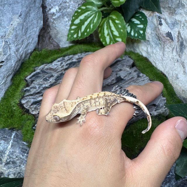 노멀 드리피 화이트스팟