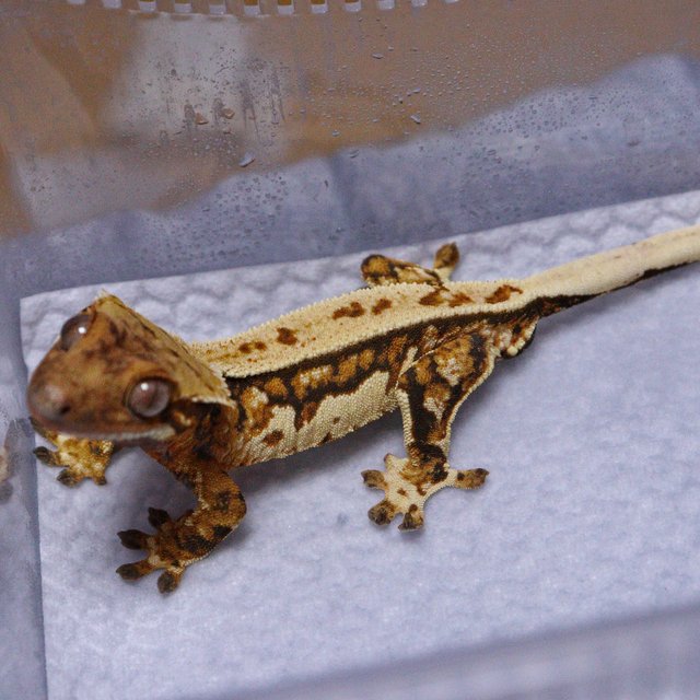 노멀 트라이 텐저린 쿼드