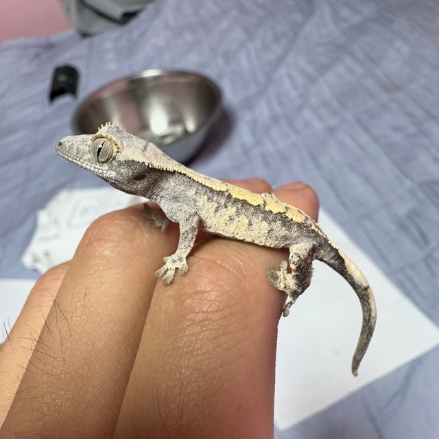 노멀 드리피 화이트스팟